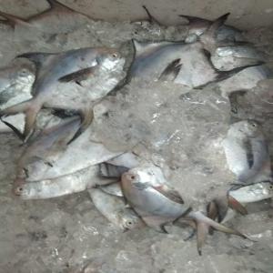  Produits Halieutiques Variés Et Sel Du Sénégal - poissons nous fournissons du sel iodé/non iodé et des types variés de produits halieutiques sous différents formats et conditionnements ( poissons frais,  séchés,  concombre de mer,  crevettes,  langoustes, ...)