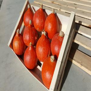  Potimarrons Et Butternuts Bio Ab - fruits et légumes potimarrons et butternuts certifi&eacute;es en agriculture biologique.--exp&eacute;dition soign&eacute;e en cagette bois 60x40.--belle qualit&eacute;.--3 tonnes de potimarrons et 3 tonnes de butternuts disponible.