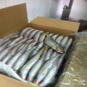  Partenaire Pour Exporte Des Divers Poissons - poissons boujour--nous somme fournisseur de poisson congele base a dakhla (maroc) , nous cherchont de client ou partenaire pour exporte des divers poissons (borru / liche / dente / maquereux / chinchard / bonito / machioron / besogo / sompatte / chopa / robio / mullet ...) vers mali / senegal / cote ivoire / 