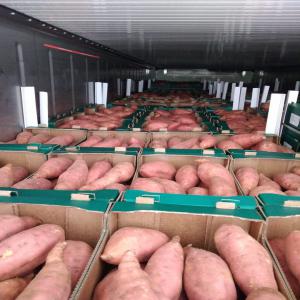  Producteur Fruits Et Légumes Egypte - fruits et légumes bonjour, --nous sommes producteurs sur plus de 1000 hectares de fruits et légumes en egypte.--nous avons également nos bureaux à paris pour etre encore plus proche de nos clients européens. nous exportons plusieurs variétés de f&l et maîtrisons toute la