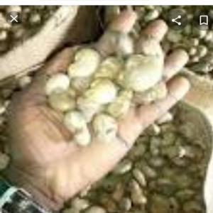  Noir D'acajou En Stock - fruits secs et graines grillées nous avons de noir d'acajou en stock bien sec et de bonne qualité nous recherchons des clients pour l'achat de l'anacade en côte d'ivoire de grains bien sec en stock.