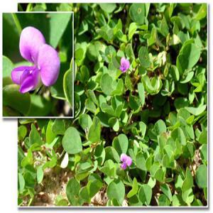  Desmodium Adscendens Disponible. - horticulture plante biocarburant nous disposons de desmodium adscendens,  contactez -nous pour en avoir quelle que soit la quantité et votre situation géographique. cette plante régénère les cellules du foie,  aidant ainsi à soulager les patients souffrant de l'hépatite et d'autres mal
