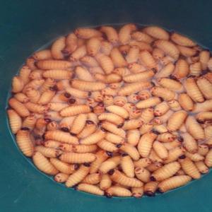  Vente Foss - animaux vivants nous possédons une quantité importante de foss en vente plus précisément 100kg. nous pouvons l'expédier partout où le client se trouve.  