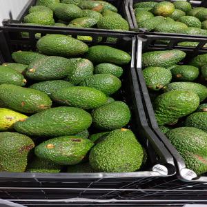  Avocats Hass Deuxieme Choix Calibre 12/20 - fruits et légumes bonjour nous disposons reguli&eacute;rement de l'avocat en deuxi&egrave;me choix en caisse de 10kg ainsi que de l'avocat destin&eacute; a l'industrie,  n'hesitez pas a me contacter pour plus d'informations et disponibilit&eacute;s. origine portugal  