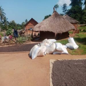  Café Cacao - café cacao thé recherche transitaire sur bangui centre afrique pour acheminer mes produits au maroc--matière première tel que le café robusta cacao noix de cajou 
