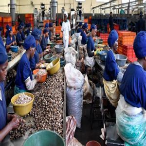  Livré Des Noir D'acadjou - autres bonjour je suis thierry  je suis le directeur d'une soci&eacute;t&eacute; de la vente des noirs d'acajou que je cherche des partenaires dynamiques   ou commencent pour livre mes produit d'acajou  contact&eacute; moi sur mon whatsapp merci 