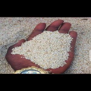  Sésame Disponible Ouaga/bobo - fruits et légumes nous vendons du sésame.de toute qualité à ouaga et à bobo. nous avons besoin de client et des parternaires pour écouler nos produits.