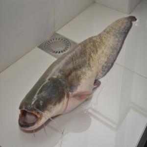  Fish Process Company - fish we have a hungarian fish process company and we would like to buy catfish (silure,  silirus glanis) in grand quantity 2-4 tons/ week. the size is important,  our fish size acceptable from 15 kg/ piece. we can manage the transport,  and our company has the eurpian fish import license as well. --we would
