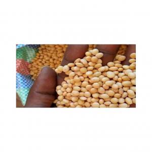  100 De Soja En Stock Disponible - fruits secs et graines grillées bonjour, --nous avons actuellement une disponibilité de 100 tonnes de soja en stock. nous sommes à la recherche de clients sérieux et intéressés par l'achat de grandes quantités de soja,  soit 20 000 tonnes par mois,  dans tous les pays du monde. nous acceptons