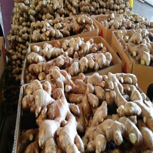  Ginger,gingembre - roasted seeds and nuts hello,  our company is specialized in the sale of fruits and vegetables from africa.  we supply large varieties of quality fruits and vegetables.  hibiscus,  cashew,  peanut,  caracole,  banana,  african pineapple,  coconut,  lemon.  we have stock 450 tons of ginger fob price 2000 $/ ton.