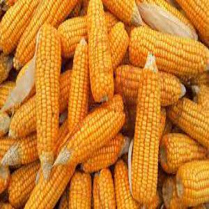  Recherche Gros Fabricants/fornisseur Pour Mais - céréales nous recherchons des producteurs/fournisseurs pour acheter 50 000 tonnes de maïs à usage animal. nous recherchons un partenaire fiable et sérieux avec qui établir une collaboration de travail pendant plusieurs années. nous ne sommes pas intéressés par les em