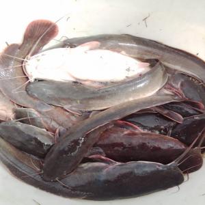  Vente De Poissons Marchands Tilapia Et Clarias - poissons nous avons actuellement une production en cour de finition de poissons marchand tilapia niloticus et de clarias gariépinus dont le kg de tilapia est à 2500fcfa et le clarias à 2300f cfa. nous vous rappelons que ces produits sont produits sur notre site dans des conditions biolog