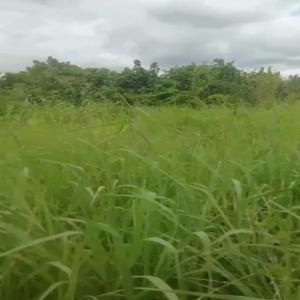  Parcelle Agrİcole Non Planté En Vente - mine terrain concession parcelle agrİcole non planté en vente ---superficie - 500 hectares--situation géographique - agboville --documentation - tİtre foncİer --prİx - 900.000f / ha--visite - 20.000f 