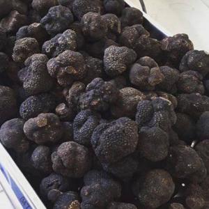  Truffes, Tuber Aestivum, Melanosporum, Truffl - champignon levure bonjour,  je voudrais proposer des truffes fraîches directement de pologne. maintenant nous commençons le season truffes l'été 'aestivum' le prix sont attractions et livraisons chaque semaine toute france. je parle france. minimum order- 5kg si le client vais sur notre la r
