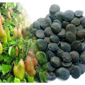  Graines Bien Séchées De Griffonia Disponibles - semence graine plant nous pouvons vous fournir du griffonia de très bonnes qualité à très bon prix.--contactez nous sans hésiter si vous en voulez.