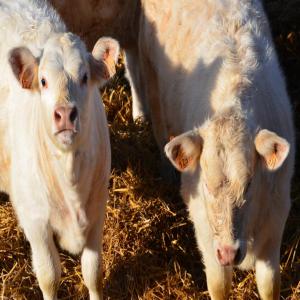  Vente Des Veaux D'engraissement Maroc - animaux vivants bonjour, --on fait la vente des veaux d'engraissement de race pure charolais limousin aubrac blonde aquitaine importés de france,  poids 280-320kg. agés entre 8-12mois , d'une très bonne qualité et grande production.--nous avons des férmes dans 2 régions au mar