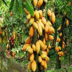  Recherche Chocolatiers - café cacao thé société coopérative agricole avec conseil d'administration cherche chocolatiers de part le monde pour la vente de ses revenus agricoles