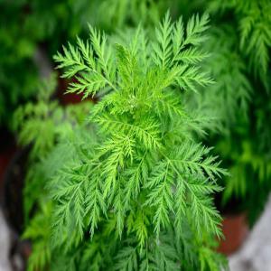  Grand Déstockage En 2022 Des Produits Du Cameroun - épices aromates pour 2022 est pret a fournir ces  produits--1- avocat  - fruits mois(de mai a août) avocat ordinaire quantité(5 tonnes par semaine) de septembre a novembre (avocat greffé) 5 tonnes par semaine--2- maïs ( août septembre) et décembre janvier février (50 tonnes p