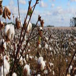  Noix De Cajou Et Du Coton En Destockage - publicité-nouveaux produits bonsoir--je me permets de me présenter,  je suis monsieur mohamed--etant un consultant et en relation avec plusieurs fournisseurs des produits tropicaux de l’afrique de l’ouest tels que les noix de cajou et le coton. nous avons la possibilité de vous fournir du coton ou des noix de cajo