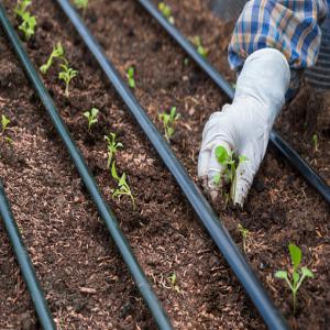  Supervision De Vos Projets Agricoles Et D'élevage - conseil et formation ----des ingénieurs agronomes expérimentés ont créé un bureau d'étude pour vous assister techniquement---- conseil en recherche de terrain--- rédaction de projets agricoles (business plan)--- création de plantation--- vente de pépini&egra