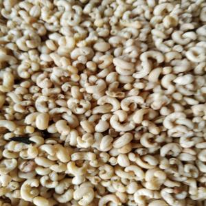  Graines De Baobab Décortiquer Inédit - huiles seulement disponibles,  les graines de baobab ont été décortiquer pour vous simplifier la a vie.--elles sont comestibles mais surtout utilisée dans le domaine du cosmétiques afin pressé à froid l'huile de baobab. nous sommes les seules pour l'instant a