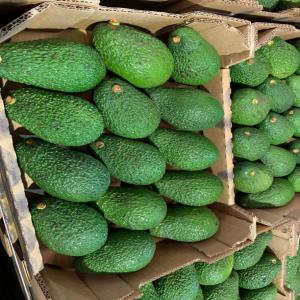  Avocat Hass - fruits et légumes je mets en vente une importante quantité d'avocat destinée à l'exportation vers l'europe.--la récolte est disponible depuis la station d'emballage.