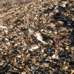  Farine De Poisson - poissons bonjour nous sommes producteurs de farine de poisson de la matière première de très bonne qualité nous sommes à la recherche des clients ou partenaires il y'a suffisamment de quantités et de qualités