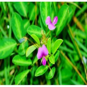  Offre De Desmodium Adscendens. - semence graine plant ----bonjour,  pour vos besoins de desmodium adscendens,  contactez le cabinet d'ingénierie et de prestation de services. cette plante régénère les cellules du foie,  aidant ainsi à soulager les patients souffrant de l'hépatite et d'autres maladies du foie.--nou