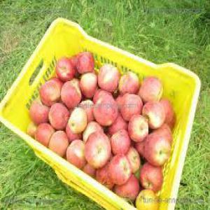  Vente De Pomme - fruits et légumes nous sommes de agriculteurs qui vendre le pomme,  tomate,  huile d'olive--nous cherchons des clients à l'europe 