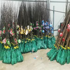  Arbres Fruitiers Greffés Prix Imbattable - semence graine plant bonjour je vous propose tout type d'arbres fruitiers greff&eacute;s 2ans d'&acirc;ge en racine nue , emball&eacute;s de fa&ccedil;on &agrave; pouvoir les garder 2mois avant la plantation , hauteur entre 2et3m , livraison gratuite dans toute l'europe &agrave; partir de 2500arbres 