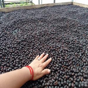  Café Arabique Et Robuste D´exellent Qualité. - café cacao thé ce 2022 sera une année du très bonne récolte du café en équateur,  un café d´extraordinaire qualité,  la meilleure tasse de café pour vous clients,  provenant de la culture bio et avec normes du commerce équitable.----l’équateur poss
