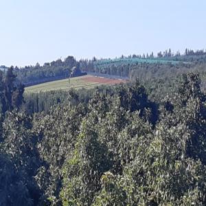  Avocats Recherche Grossiste Marocain - fruits et légumes bonjour, ----nous mettons en vente notre production (~150 tonnes) au plus offrant.----contactez nous au- +212 661-603750----au plaisir, --mohammed--