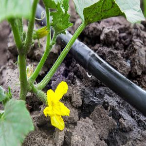  Prestation De Services En Agribusiness ... - conseil et formation --vous cherchez une entreprise pour créer et suivre votre projet agricole (maraîchère, cacao,  palmier,  banane plantain,  etc.) nous mettons à votre disposition une équipe d'ingénieurs et de techniciens dynamiques pour la réussite parfaite de vos activit&