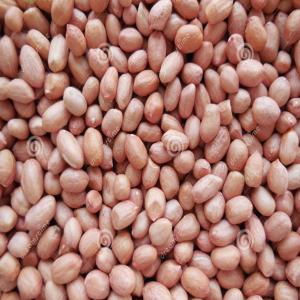  Arachide Et Pistache - fruits secs et graines grillées bonjour &agrave; tous--nous sommes une soci&eacute;t&eacute; situ&eacute;e en c&ocirc;te d ivoire,  sp&eacute;cialis&eacute;e dans l exportation de produits agricoles. notre mission est de promouvoir et de commercialiser les produits agricoles ivoiriens de grande qualit&eacute;. nous disposons actuel