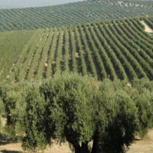  85ha Of Olive Trees To Rent North Tunisia - aromatic spices we are the owners of a field of 85ha of tunisian olive trees and we are looking for a professional to nurture the plantation,  harvest and sell. the field is close to mateur in tunisia