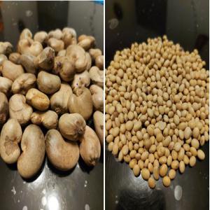  Soja Noix De Cajou Bois De Teck - fruits secs et graines grillées bonjour à tous, --société basée en france et spécialisée dans l'agro-alimentaire,  nous avons la capacité de fournir une quantité importante de soja et de noix de cajou d'origine du bénin ainsi que du bois de teck et d'autres produits loca