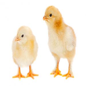  Fournisseur De Poussins Mamou Guinée Conakry - animaux vivants bonjour,  c'est avec plaisir que nous vous annonçons que nous sommes une entreprise fournisseurs poussins pondeuses et poussins de chair ,  nous sommes situés à mamou guinée ,  ici nous fournissons  poussins de très bonnes qualités et quantités selon vot
