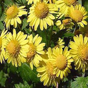  Recherche D'acheteur Chrysanthellum Americanum - semence graine plant bonjour,  nous avons les graines et les feuilles sectres de chrysanthelum americanum,  pour l'amélioration du foie et une bonne circulation du sang dans l'organisme. contactez le cabinet d'ingénierie et de prestation de services (cipres).