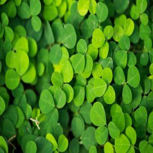  Recherche D'acheteurs De Desmodium - semence graine plant bonjour,  pour vos besoins de desmodium adscendens,  contactez le cabinet d'ingénierie et de prestation de services.--cette plante régénère les cellules du foie, aidant ainsi à soulager les patients souffrant de l'hépatite et d'autres maladie du foie.--nous en 