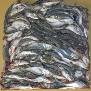  Chinchard Congelé Made In Namibie - poissons nous sommes fournisseur et grossiste de poisson congel&eacute; de bon qualit&eacute; et a bon prix origine namibienne.--chinchard avec plusieurs tailles -  hm 14 - hm 20--prix par 20´´ conteneur de 27 ton--sortis -  port of walvis bay - namibia