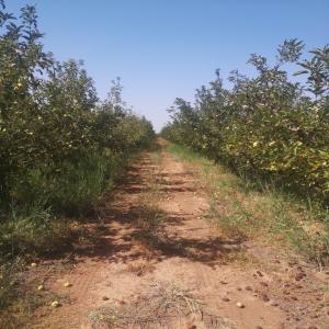 Moroccan Midelt Farm Apple - fruits and vegetables very good apple farm of several species (gala royal,  golden,  stark delicious,  opera, .......)--located in midelt morocco,  an area of ​​56 hectares with a basin and next to a river of water for all year round,  the region is located below a mountain of snow (as you can see in the photo).