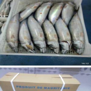  Partenaire Pour Importe Poisson De Maroc Vers Bén - poissons bonjour--je suis fournisseur de poisson congele marocain je cherche un partenaire pour exporter vers b&eacute;nin,  un partenariat qui peut distribu&eacute; et vente en gros et d&eacute;tail,  si vous etes int&eacute;ress&eacute; merci de nous contacter par whatsapp 