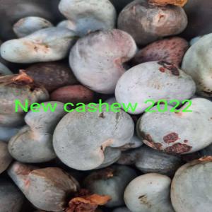  Raw Cashews Nut Noix De Cajou - fruits secs et graines grillées bonjour chers clients nous vous informez de la nouvelle campagne des noix de cajou ( 2021-2022) passez vos commandes de 500 à 1000 tonnes renouvelables contre une lettre de crédit irrévocable confirmer à vue ,  c'est la meilleure qualité du bénin 46, 47, 48, 49 