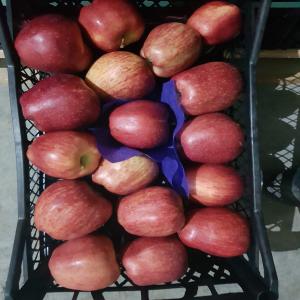  Pommes - fruits et légumes nous meme producteur de pommes nous avons une grosse quantité en stock plus de 5000 ton;--a l' envoie les pommes sont trier mise en caisse 3 lignes ou 2 lignes par rapport au calibre. une caisse environs 13kg.--minimum un conteneur ou un camion. les variété sont golden royal gal