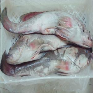  Poisson Frais Est Congelé - poissons bonjour nous somme une société d'exportation des poissons frais et congelé par la mauritanie, nous cherchons des client,  genre de poissons disponible par le tonnage ( poulpe,  cherne,  lengua,  rubio,  tigre,  abae,  perro,  burro,  mulet,  merou bague,  rokera(pagrus auriga),  chinchard(ch