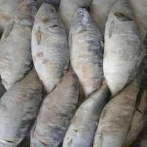  Tout Type De Poisson Surgelé Venant De Norvège - poissons bonjour, --nous sommes a la recherche de potentiel client pour vendre nos produits surgelé,  nous avons tout ce dont vous auriez besoin et quelque soit la quantité,  vous les aurez. bien vouloir nous contacter pour un devis,  merci d'avance