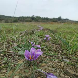  Safran Du Sud De La France - épices aromates safran 100% bio & fran&ccedil;ais,  cultiv&eacute; dans l'h&eacute;rault,  proche du parc r&eacute;gional du haut-languedoc,  offrant toute la prestance de son sol sp&eacute;cifique sur base de schistes.----les filaments sont entiers et non divis&eacute;s,  de qualit&eacute; exceptionnel.----me contacte