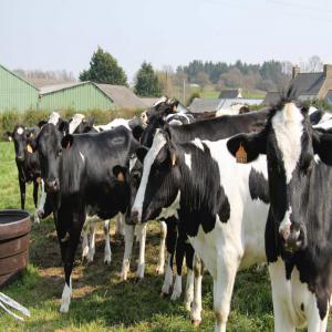  Genisse Pleine - animaux vivants nous sommes une soci&eacute;t&eacute; fran&ccedil;aise travaillant dans le domaine des animaux vivants des g&eacute;nisses pleines,  veaux,  taureaux,  bovins d'engraissement et vaches pour abattage de toutes les races (holstein,  montb&eacute;liard,  charolais,  limosine,  etc...) nous assurons la livrais