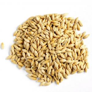  L'orge Animal - aliments pour animaux bonjour tout le monde--je suis a la recherche de l'orge animal 20 000 mt cif port casablanca maroc--j'attends vos propositions--c'est urgent