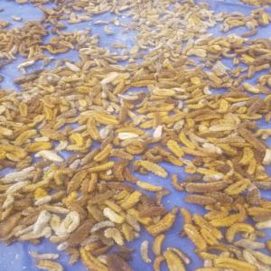  Concombre De Mer - coquillage crustacé nous sommes une société senegalaise base a dakar nous disposons mensuellement 2500 kg de concombre de mer à €370/kg sèche ou frais ou en poudre 